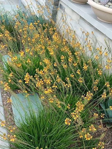Miniatura 2 de Bulbine Frutescens Hallmark Orange - 30 plantas vivas - Mariposa que atrae la floración de la cubierta vegetal