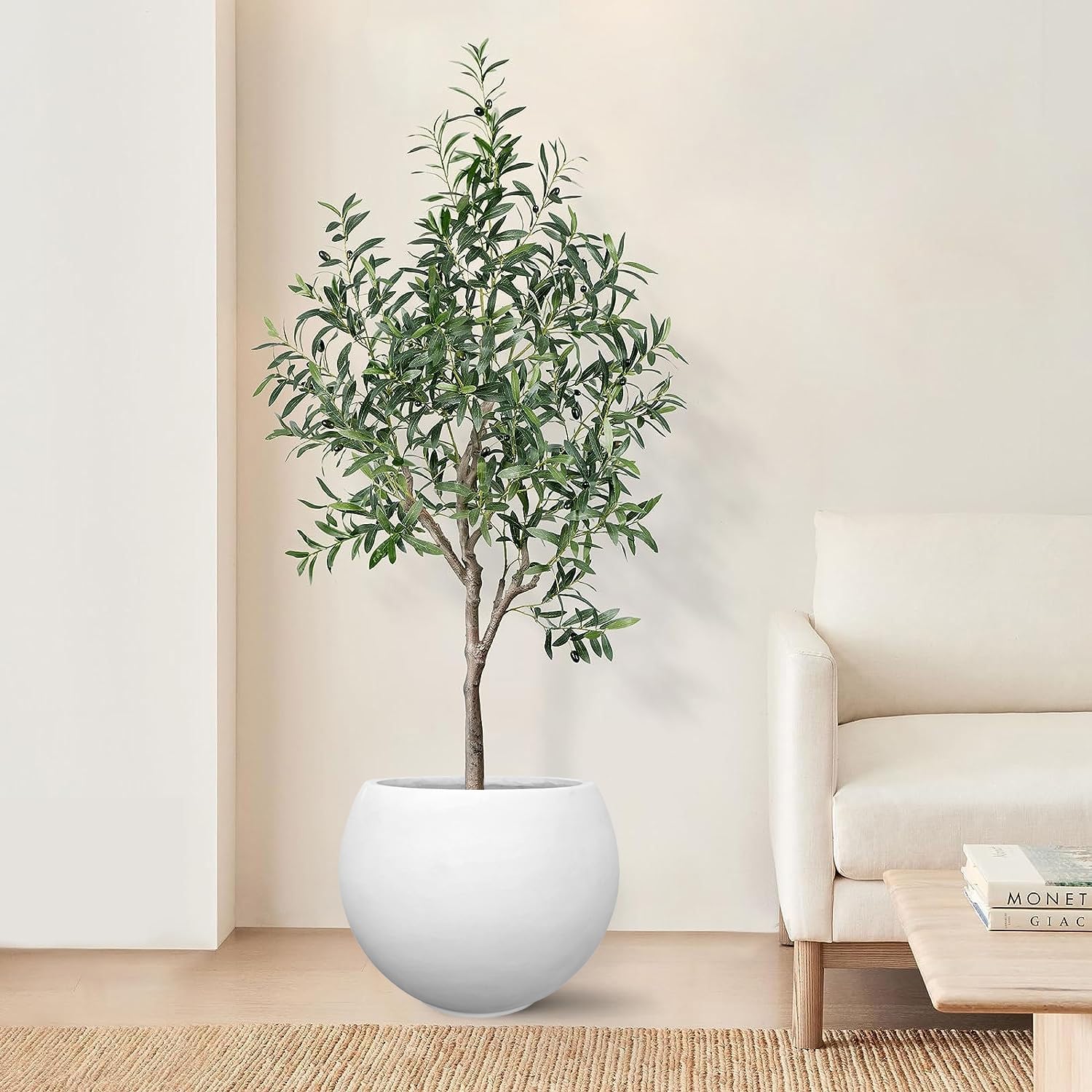 lucky bamboo dracaena sanderiana Dracaena Sanderiana Lucky Bamboo  NurseryRx