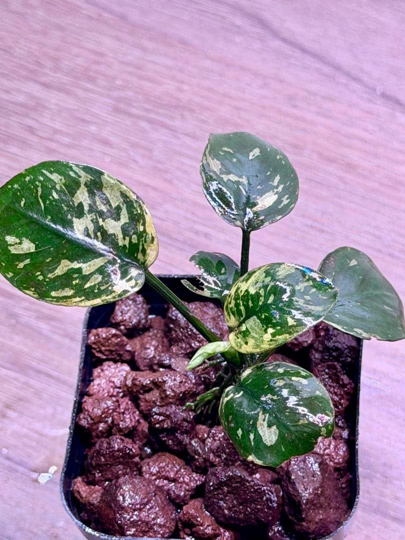Amazon.co.jp: アヌビアス・ナナ 斑入りキング Anubias nana Variegata
