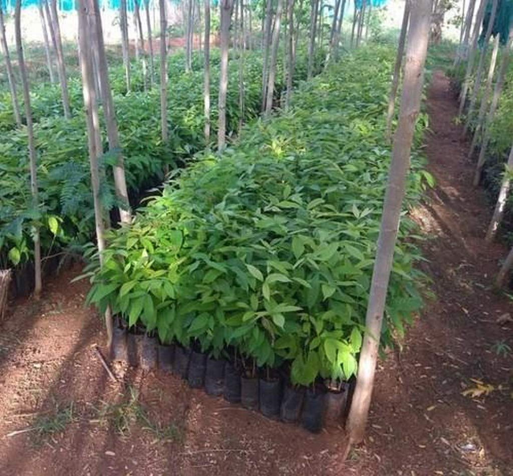 Creative Farmer Mahogany Tree Live Plant (1 Healthy Live Plant In Polybag) -Tree For Parking Slots (B08T6Q5CGH) Amazon Price History, Amazon Price Tracker