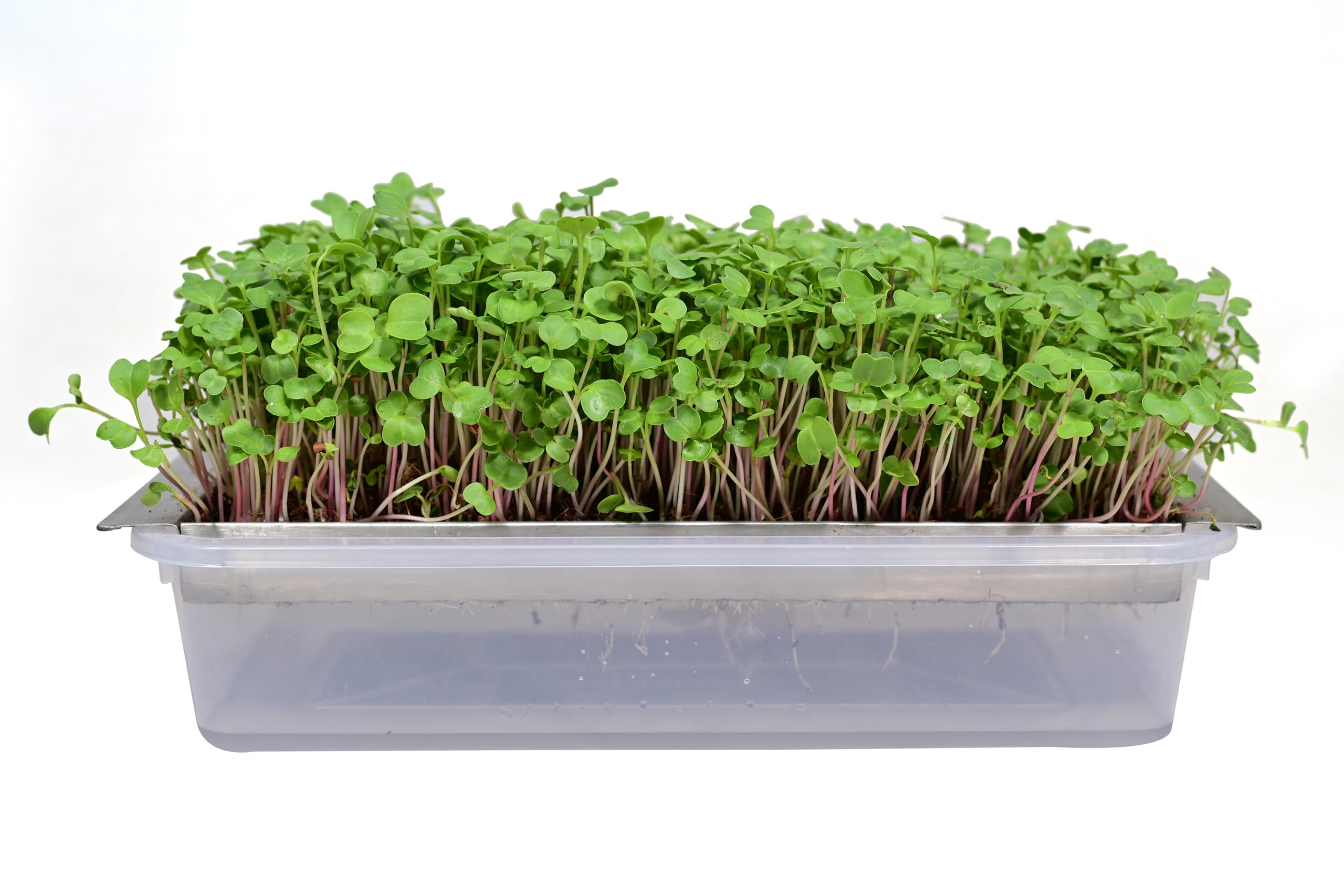 See full amazon price history chart for BOSI Leaf Stainless Steel Made Microgreen and Wheatgrass Grow Tray Self Watering | Food Grade Steel Tray | Long Lasting up to 15 Years BOSI Leaf Stainless Steel Made Microgreen and Wheatgrass Grow Tray Self Watering | Food Grade Steel Tray | Long Lasting up to 15 Years (B09SQ6QV2S) Amazon Price History, Amazon Price Tracker