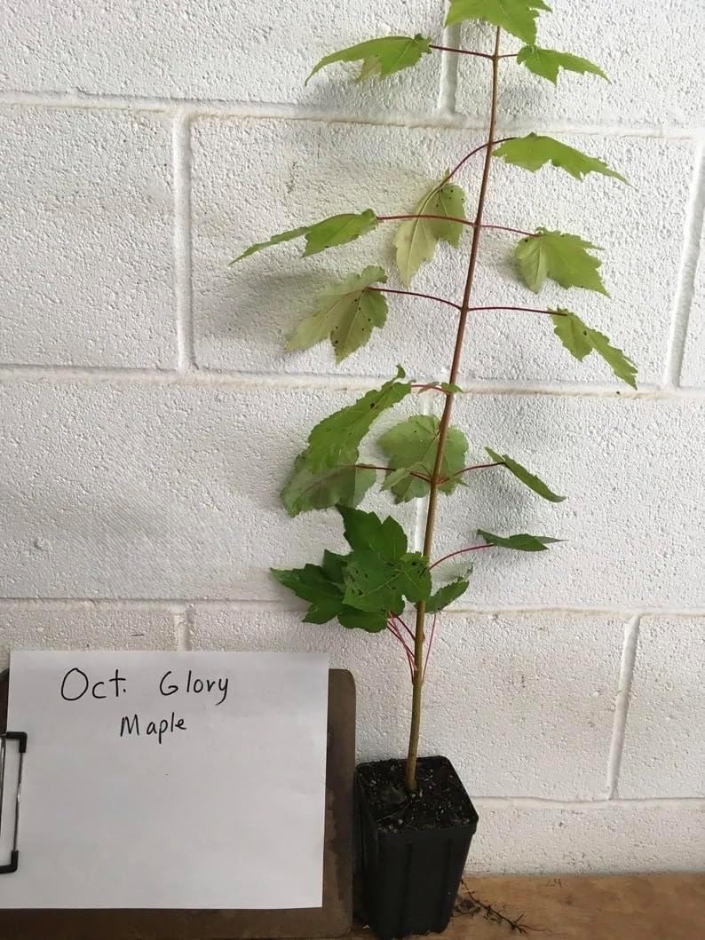 October Glory Maple Tree 1-2 Feet Tall Live Plant in Quart Pot