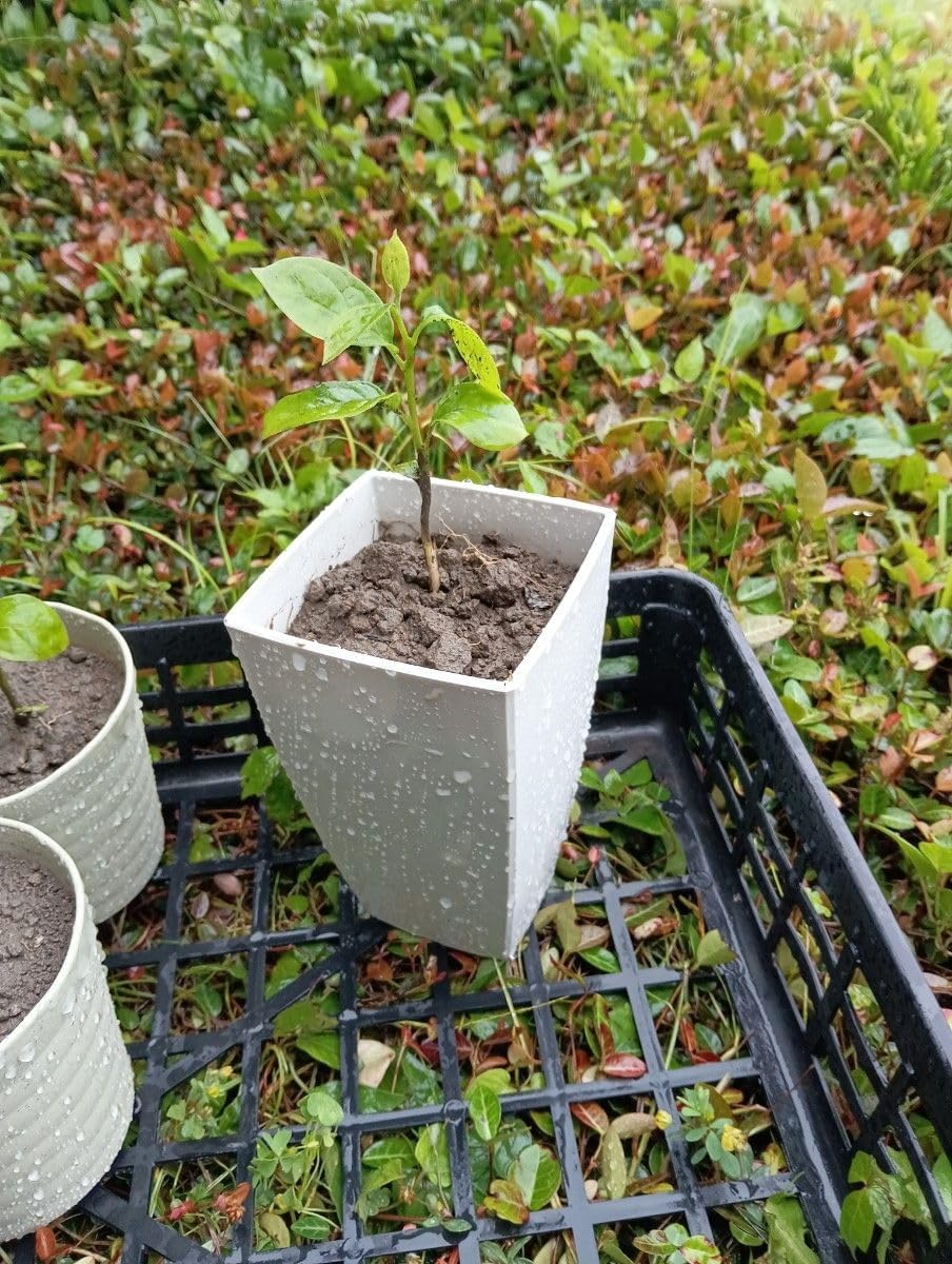 最高級、甘柿の苗木と、季節の種苗セット＋選べる粗品をプレゼント。 最高級、甘柿の苗木と、季節の種苗セット＋選べる粗品をプレゼント。