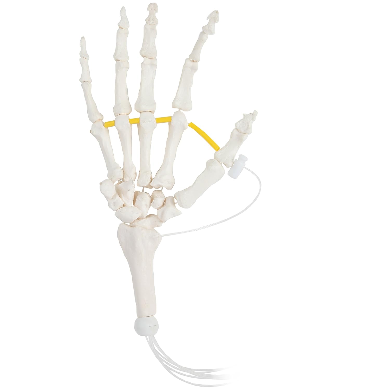 Axis Scientific Skeletal Hand | Right | Fully Articulated Flexible Hand Skeleton is Secured with Nylon Cord Can be Expanded to See More Skeletal Detail