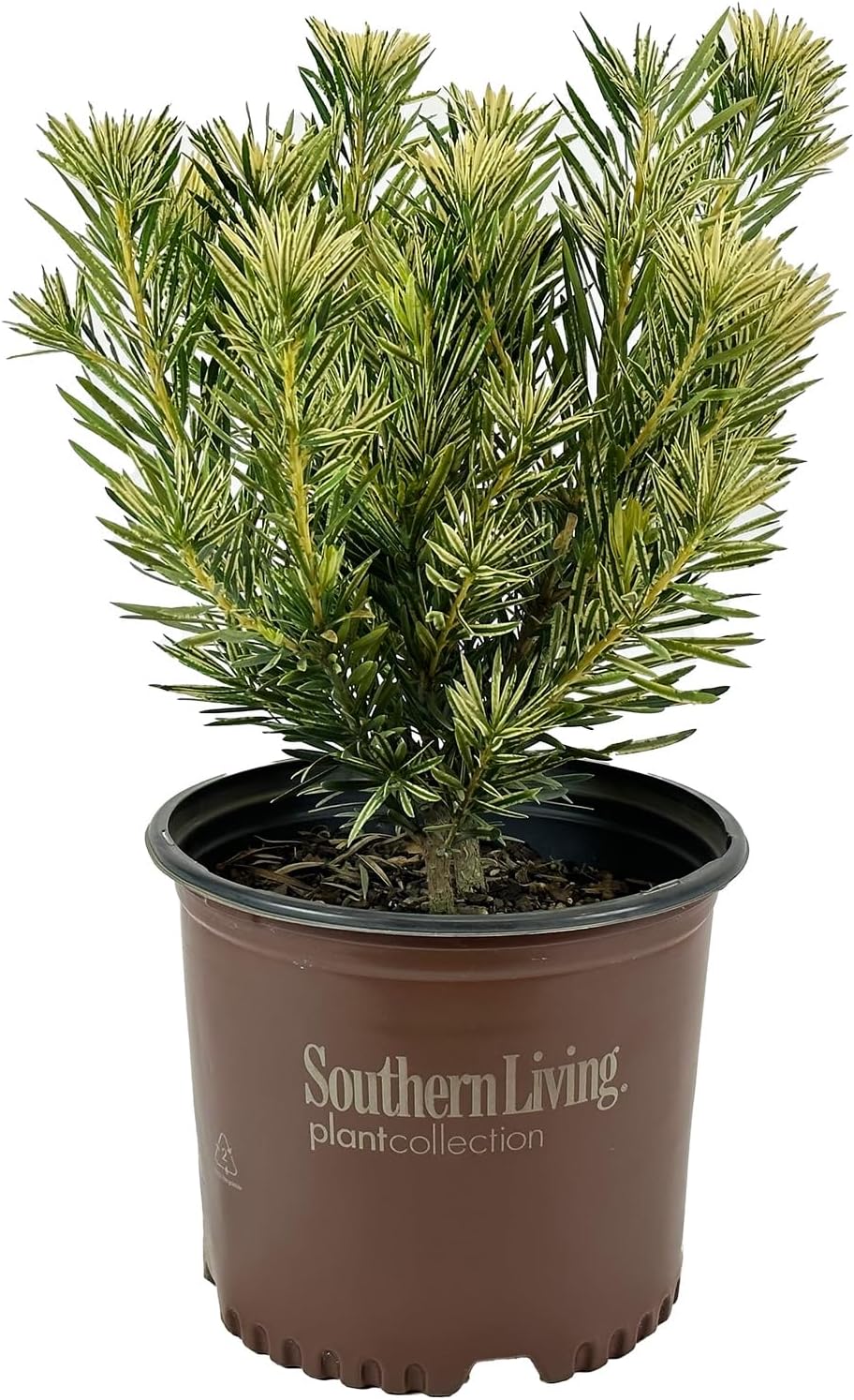 Blooming & Beautiful - Roman Candles Podocarpus - 3 gal - Southern Living - Evergreen Variegated Shrub - Zones 7-10 - Podocarpus macrophyllus 'MIU' PP28582-3 Gallon Pot