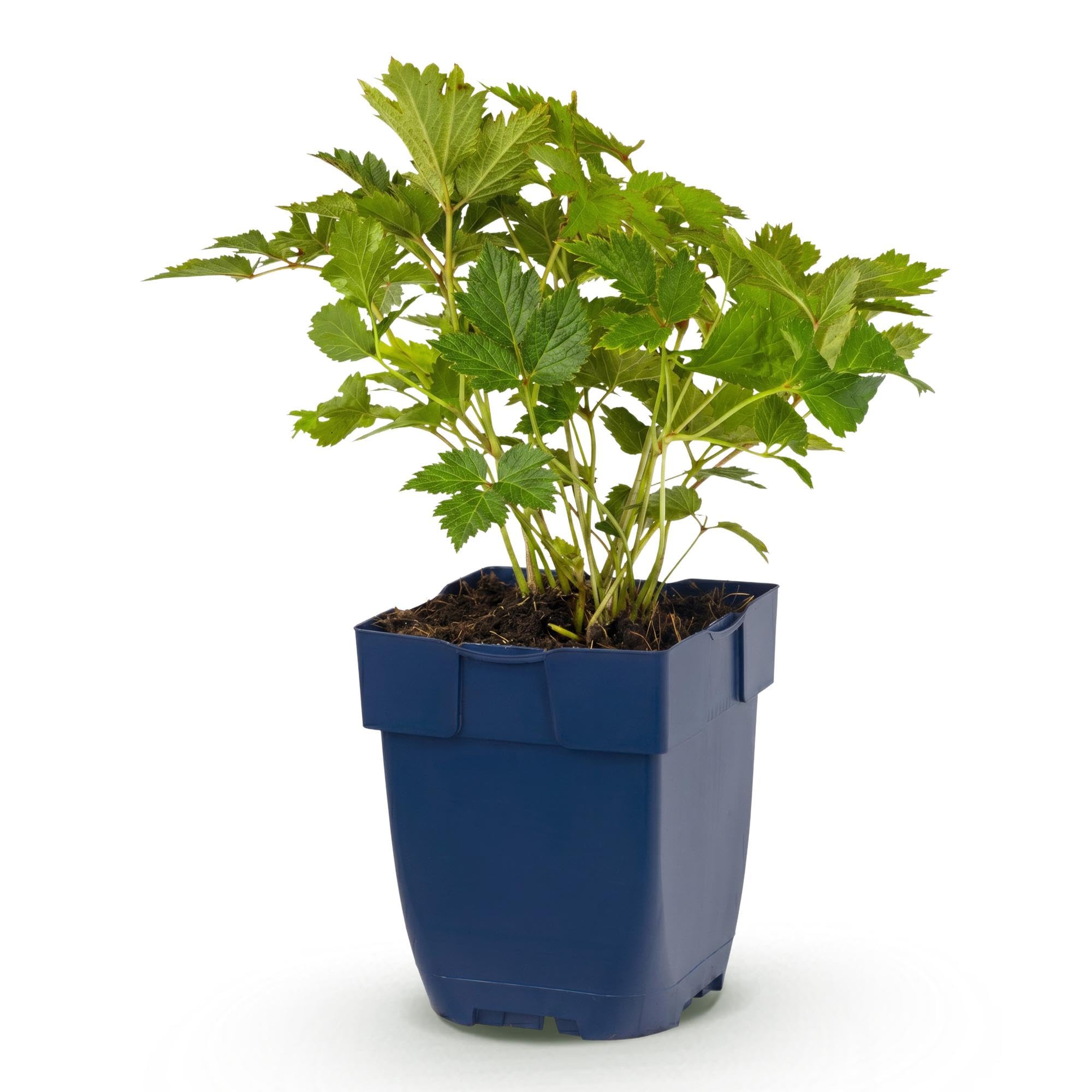 Pianta Perenne Astilbe Chin. Pumila per Ombra, Viola, Vaso 11 cm