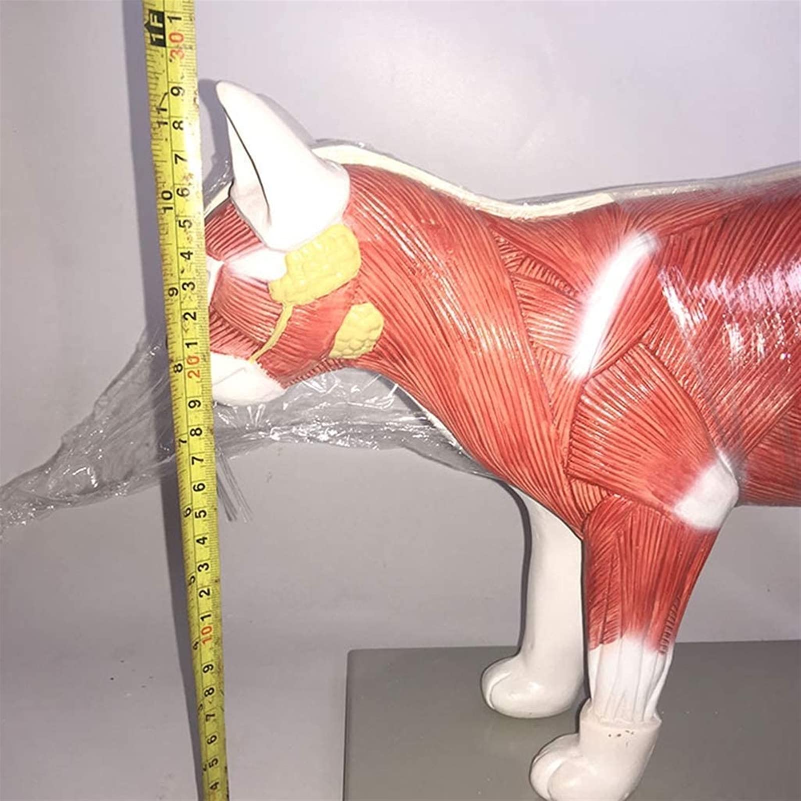 Modello anatomico, modello anatomico dello scheletro del gatto - Anatomia dello scheletro animale - Modello osseo dello scheletro del gatto - per l'insegnamento veterinario Strumento dimostrativo Attr