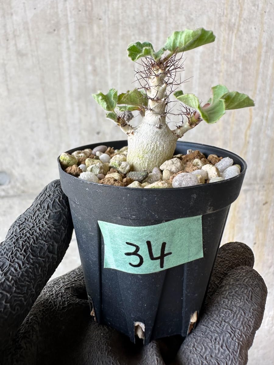 Amazon｜【現品限り】ヤトロファ・マルギナータ【F34】 Jatropha