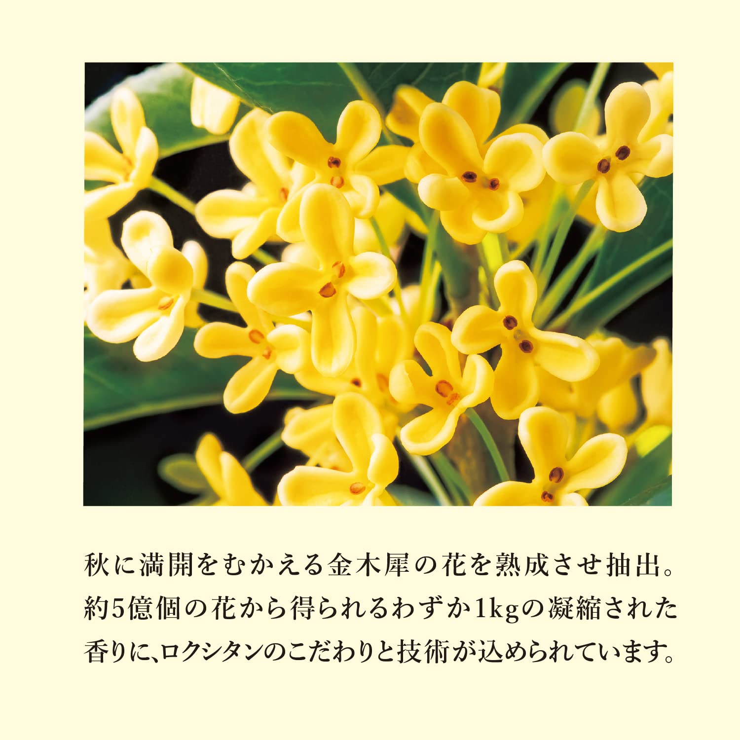 Amazon.co.jp: ロクシタン(L'OCCITANE) オスマンサス パフュームイン