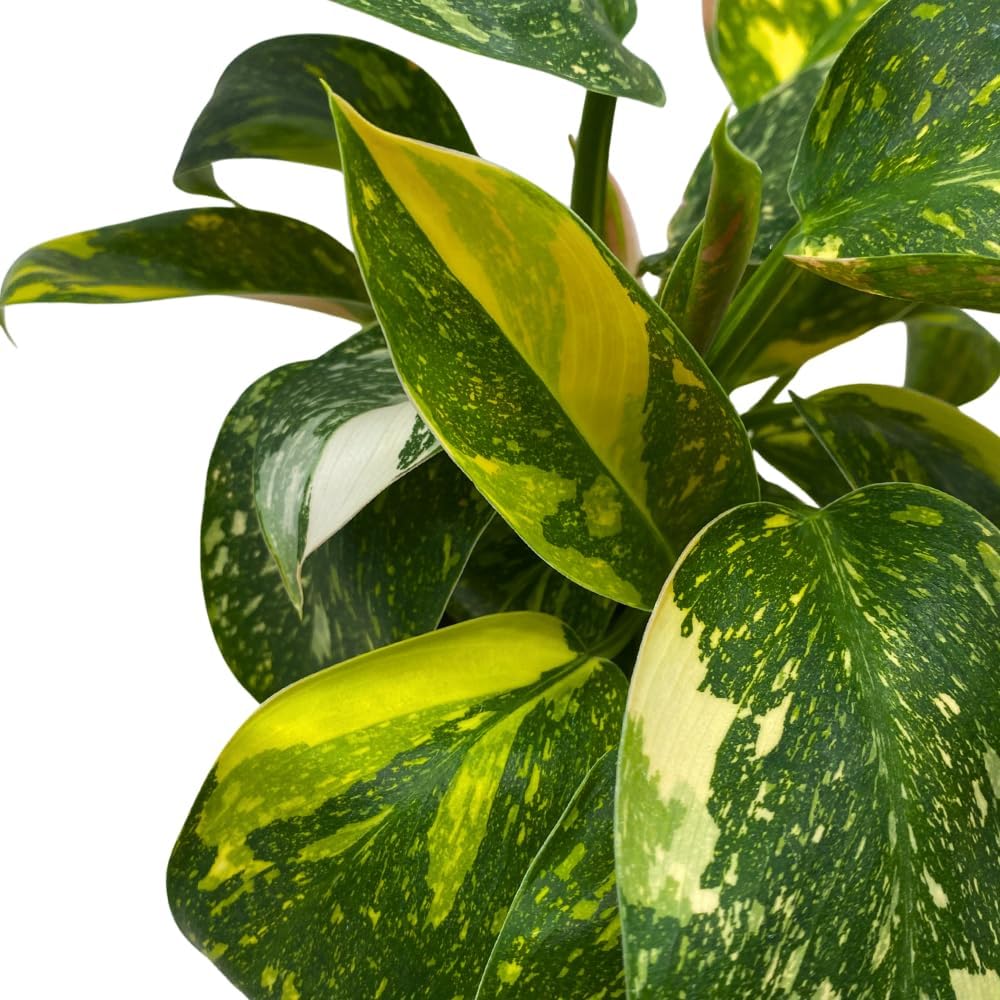 BubbleBlooms Philodendron Copper Flame Variegated in a 4 inch Pot