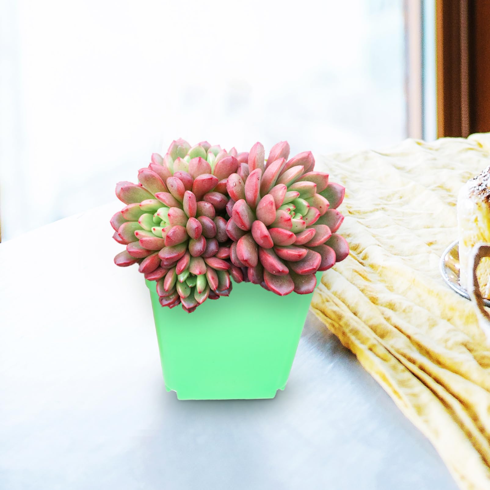 VANZACK 120 Pièces Lot de Petits Pots Plastique pour Plantes Bureau Résistants Et Faciles Utilisation