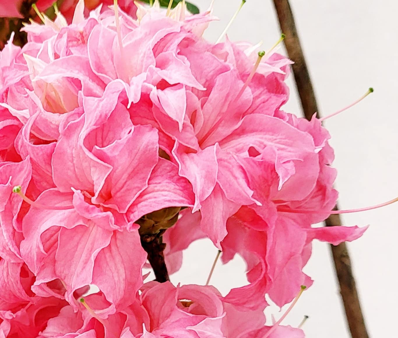 POWERS TO FLOWERS - AZALEA MOLLIS ROSA XXL, AZALEA DA ESTERNO, vaso 22cm, pianta vera
