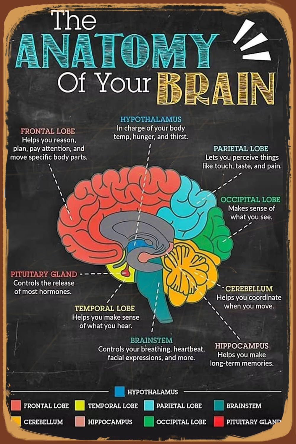 Retro Anatomy Your Brain Knowledge Metal Tin Signs Vintage Brain Knowledge Educational Poster for Garage Yard Home Outdoor 8x12 Inch
