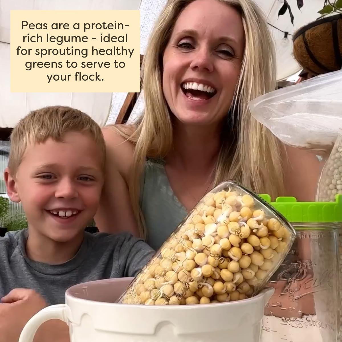 Scratch and Peck Whole Peas Chicken, Duck and Livestock Supplemental Grain - 20% Protein, Certified Organic and Non-GMO Project Verified Chicken Food - 40 lbs Bag