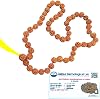 The JGL Certified 5 Mukhi Rudraksha Mala 6-8mm Beads | Five Face | Panch Mukhi Rudraksha Kantha | Mala| Holy & Auspicious Nepali