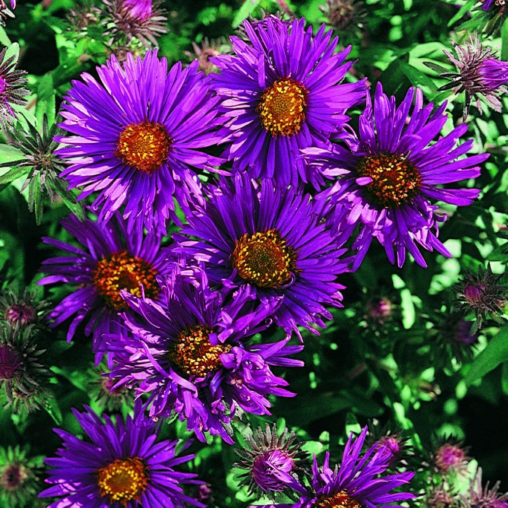 Aster Purple Dome Plant - Compact Bush with Deep Purple Daisy Flowers for Late Summer & Autumn Colour, Attracts Pollinators - 1 Litre Pot x 1 Thompson & Morgan
