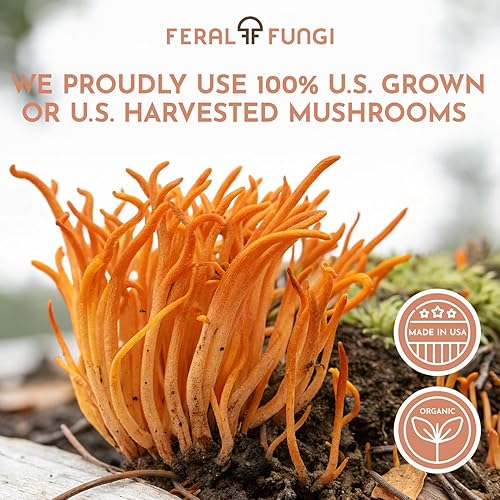 Miniatura 7 de Cordyceps (Cordyceps Militaris) 1 oz