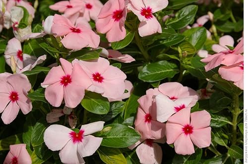 Miniatura 3 de RAISE ME UP Semillas Periwinkle Madagascar Mezcla Flores Perennes