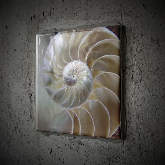 4 Inch Ceramic Tile - Nautilus Shell Decorative