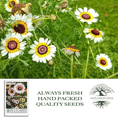 Miniatura 3 de Semillas de flores "Painted Daisy" para plantar, más de 500 semillas de flores por paquete, semillas de jardín de Isla (semillas de jardín de Isla),