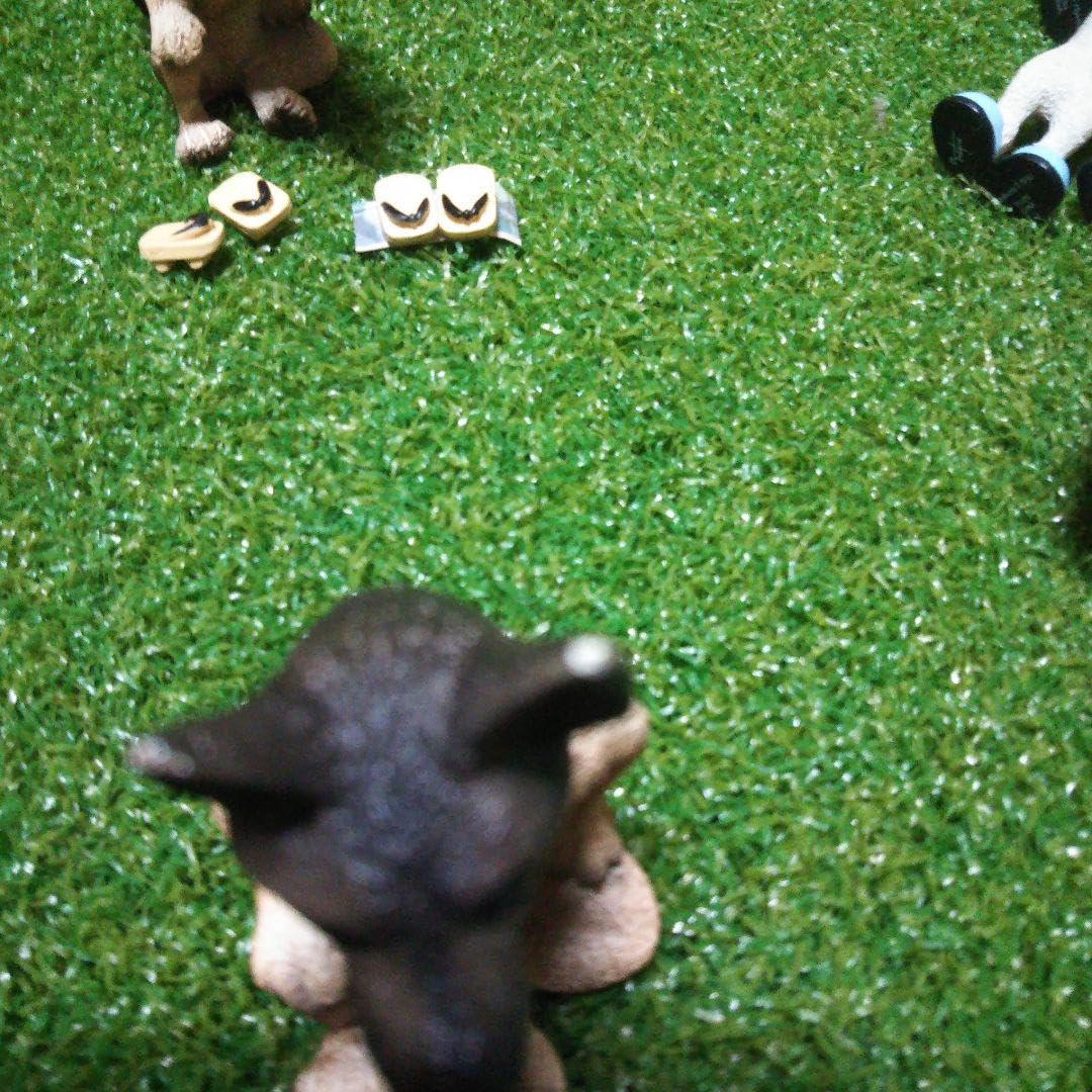 Amazon.co.jp: 朝隈俊男 シリーズ 犬のくらし パート2まとめ売り 