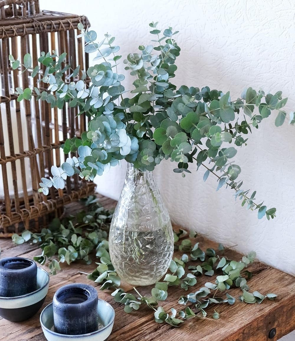 BALDUR Garten 1x Winterharter Eukalyptus Azura® im XXL-Topf, Pflanze im 15 cm-Topf, Eucalyptus gunnii, Azura, winterhart bis -20 °C, mehrjährig, intensiv duftend, vertreibt Fliegen