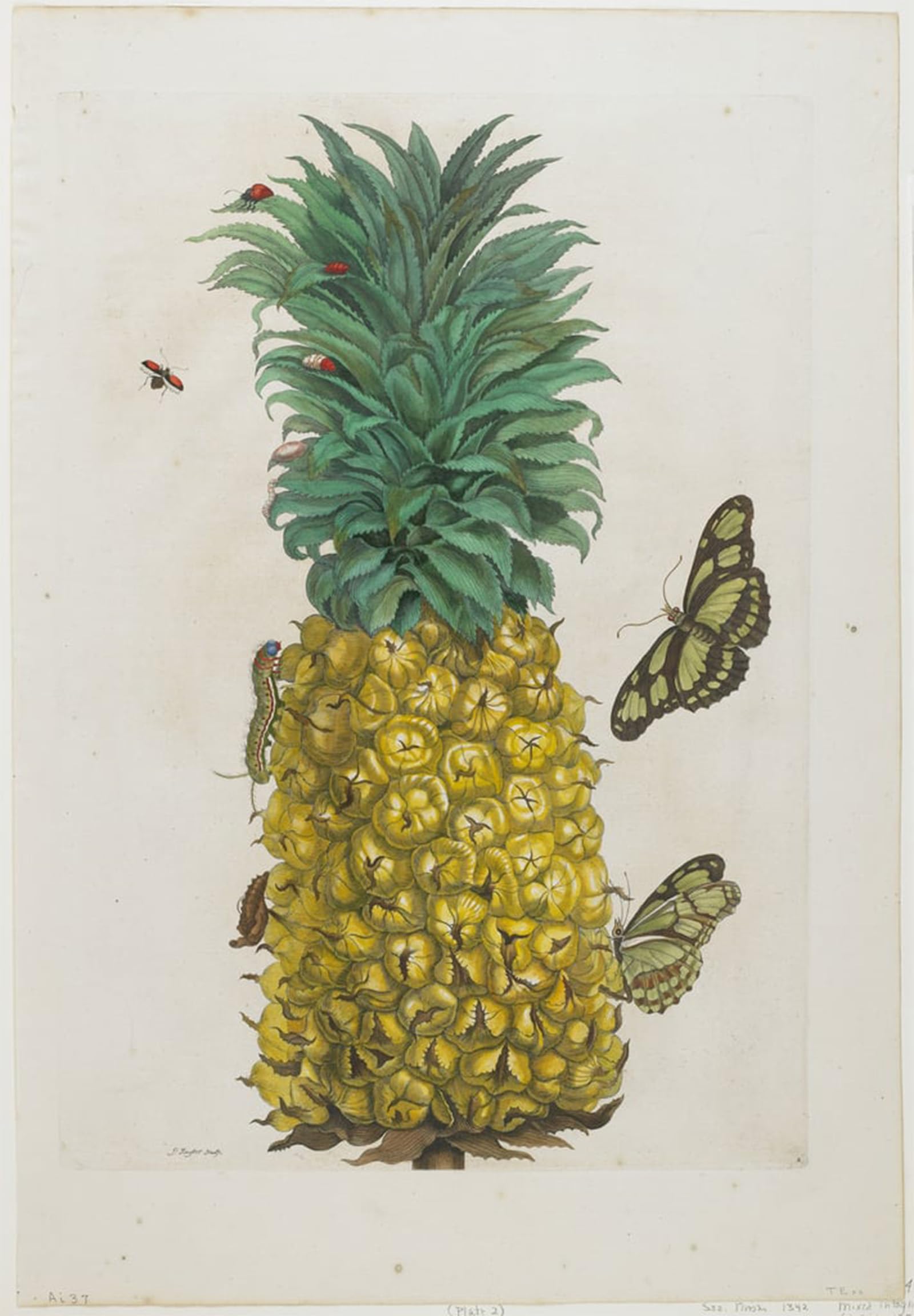 POSTERIIk Vintage Art Print Images Pictures Print Mature Pinefruit with Butterflies by Maria Si Modern Colour Posters for Office Home Decor 60x90cm