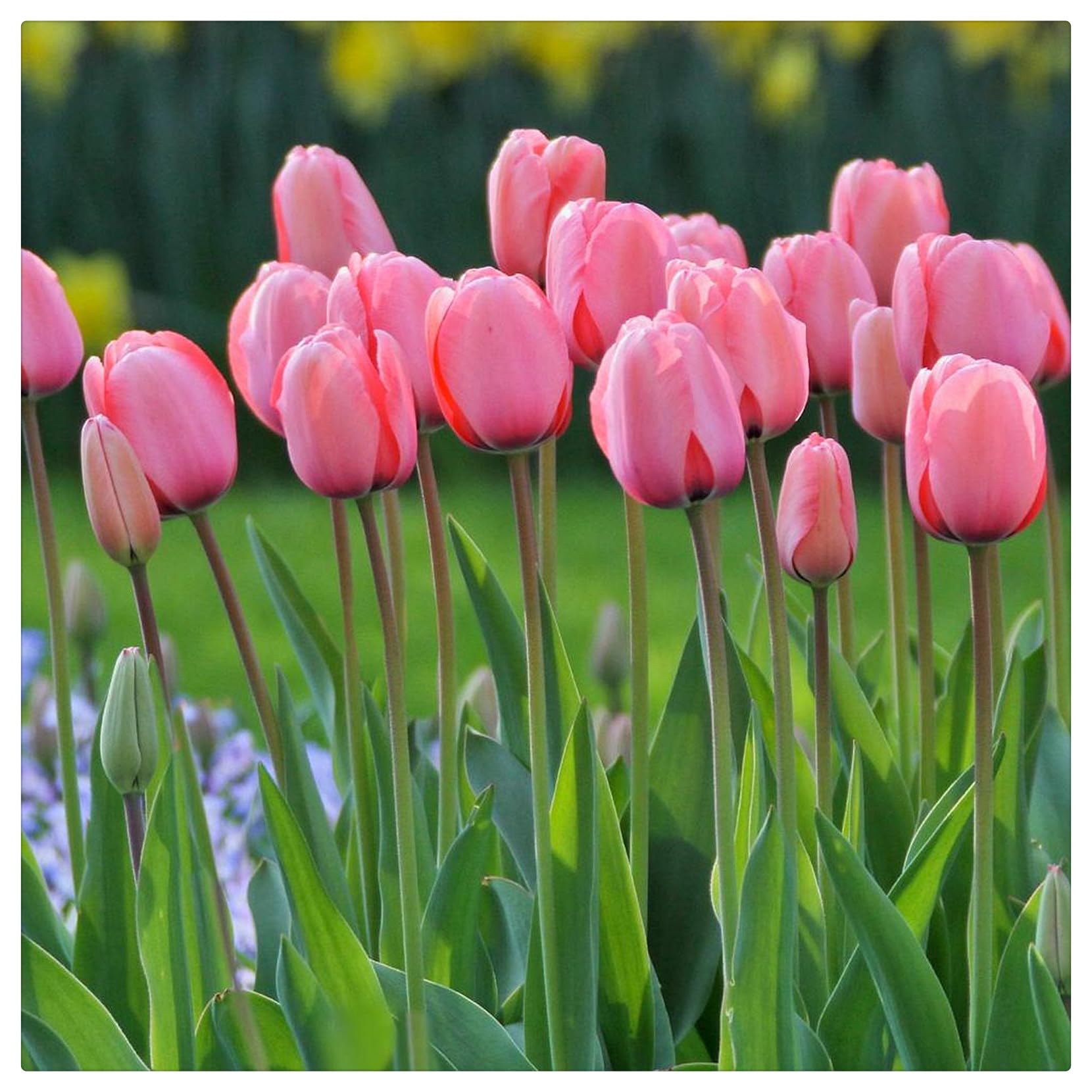 Wedding Flowers, Easy Plant, Tulip Bulbs-Hardy, That Grow Fast, Golden Jade Carving, Strong Plants, 10bulbs-g