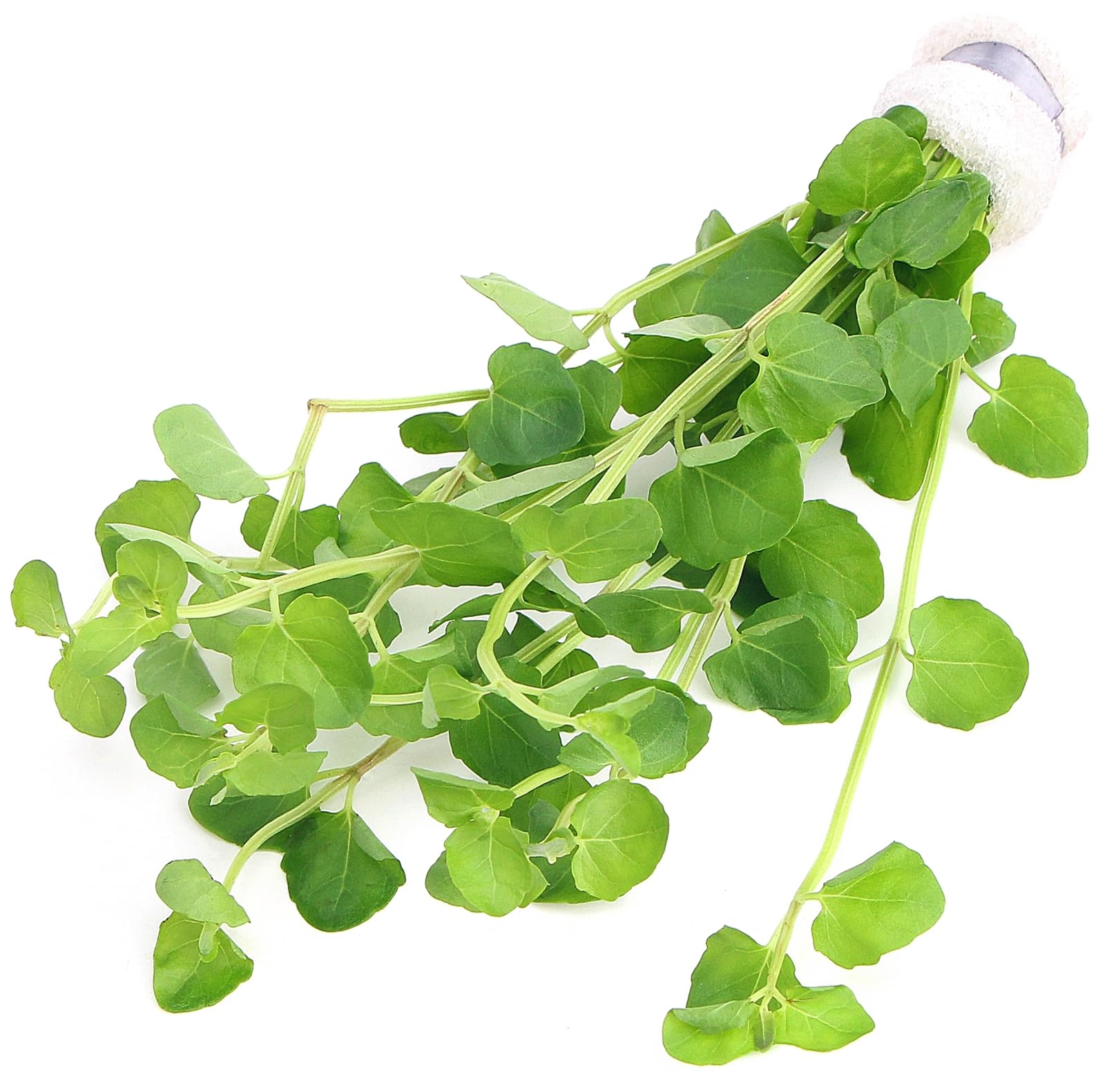 K2aqua Lysimachia Nummularia Creeping Jenny Live Aquatic Plant Round Leaf Stem for Freshwater Aquariums