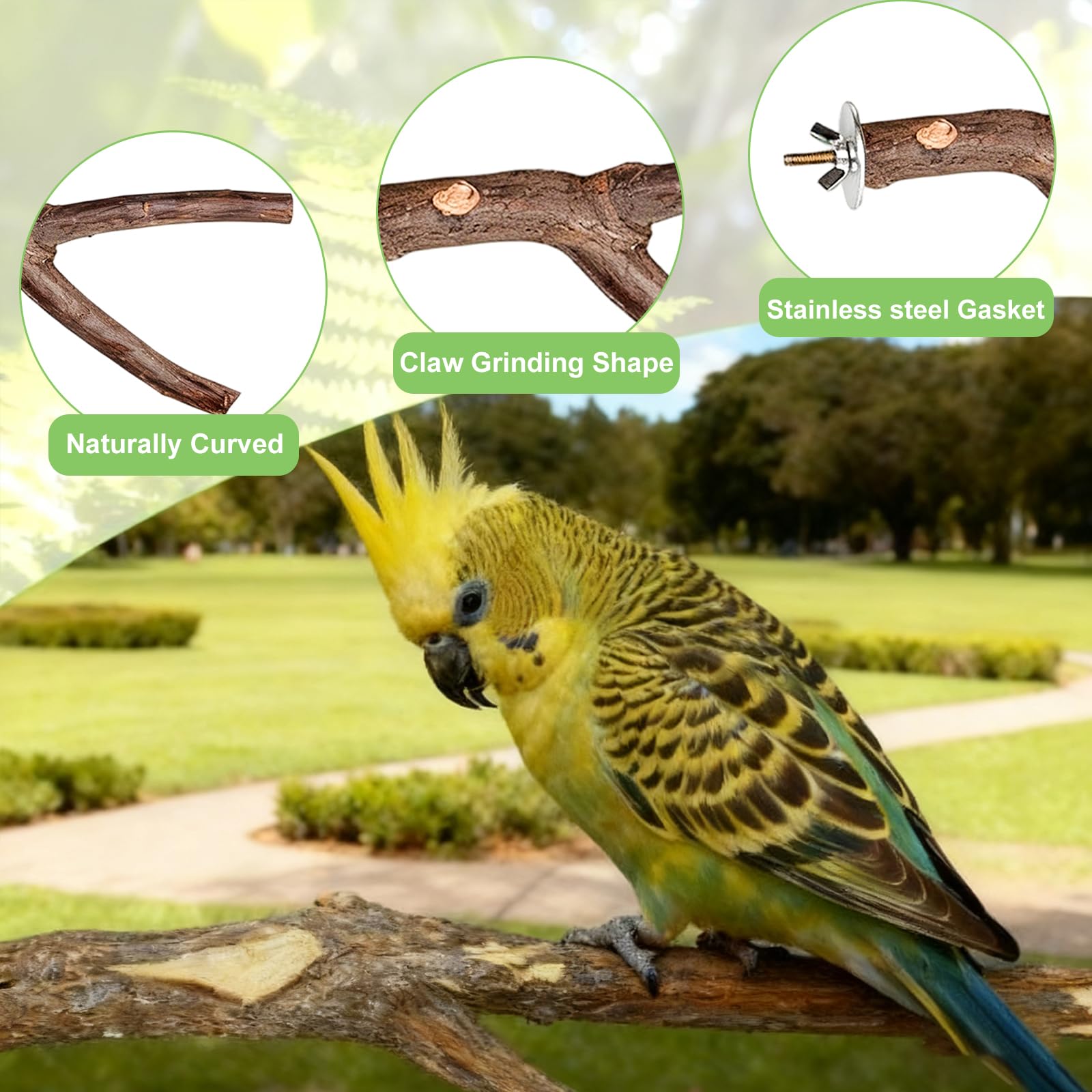Set di 8 posatoi per uccelli, in legno naturale, per uccelli, accessori per uccelli, accessori per pappagallini, canarini, parrocchetti, uccelli diversi