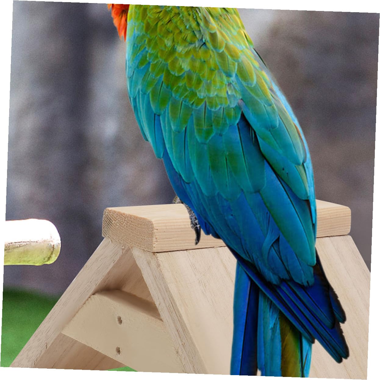 GARVALON 5 Stück Holz Vogelspielplatz für Papageien und Tauben Vogelsitzstangen Taubenschlag für Käfig und Zuhause