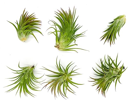Miniatura 9 de Plantas de aire - Tillandsia Ionantha Mexicana, Regular 2-3" - 12ct - Llegada viva garantizada - Plantas de interior para decoración del hogar y