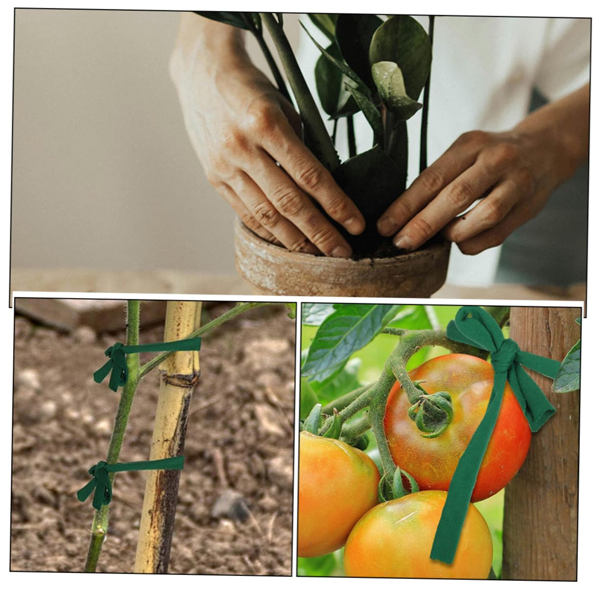 Kisangel 10rouleaux Sangles De Support pour Plantes Et Arbres Réglables Et Idéales pour Soutenir Les Arbres Pente Jeunes Plants