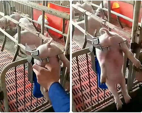 Miniatura 4 de Herramientas de castración de cerdos, herramientas de castración de cerdos de acero inoxidable, nuevo soporte para castración de lechones,