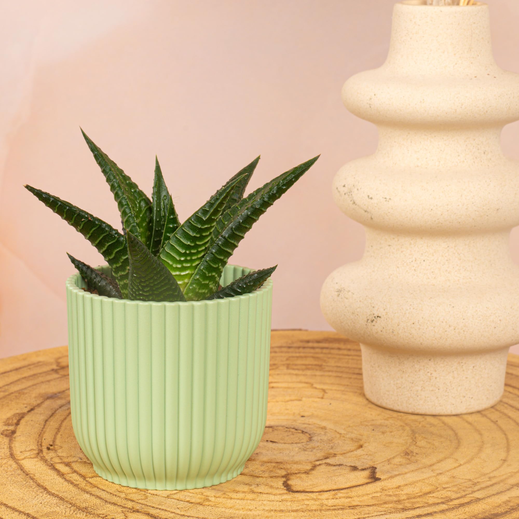 Baby Haworthia Fasciata Limifolia Small Indoor Houseplant Gift in a 6cm Pot