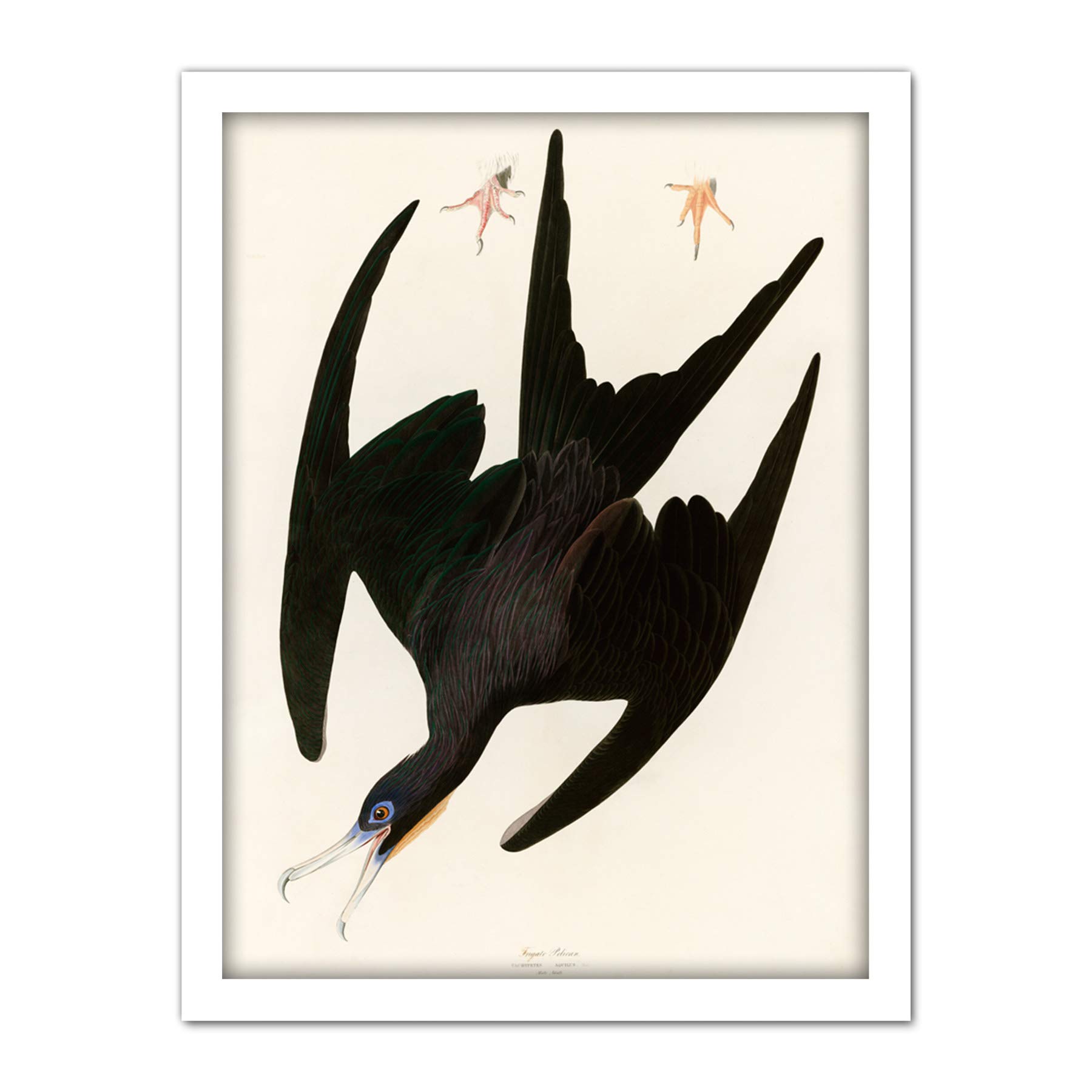 Artery8 Audubon Birds Frigate Pelican Painting Artwork Framed Wall Art Print 18X24 Inch