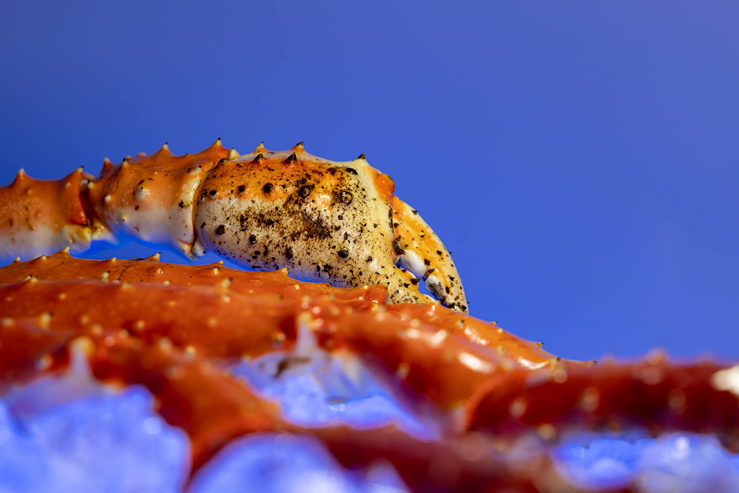 Sepehr Dad Königskrabbe Beine mit Schere Cluster Norwegen Gekocht Servierfertig