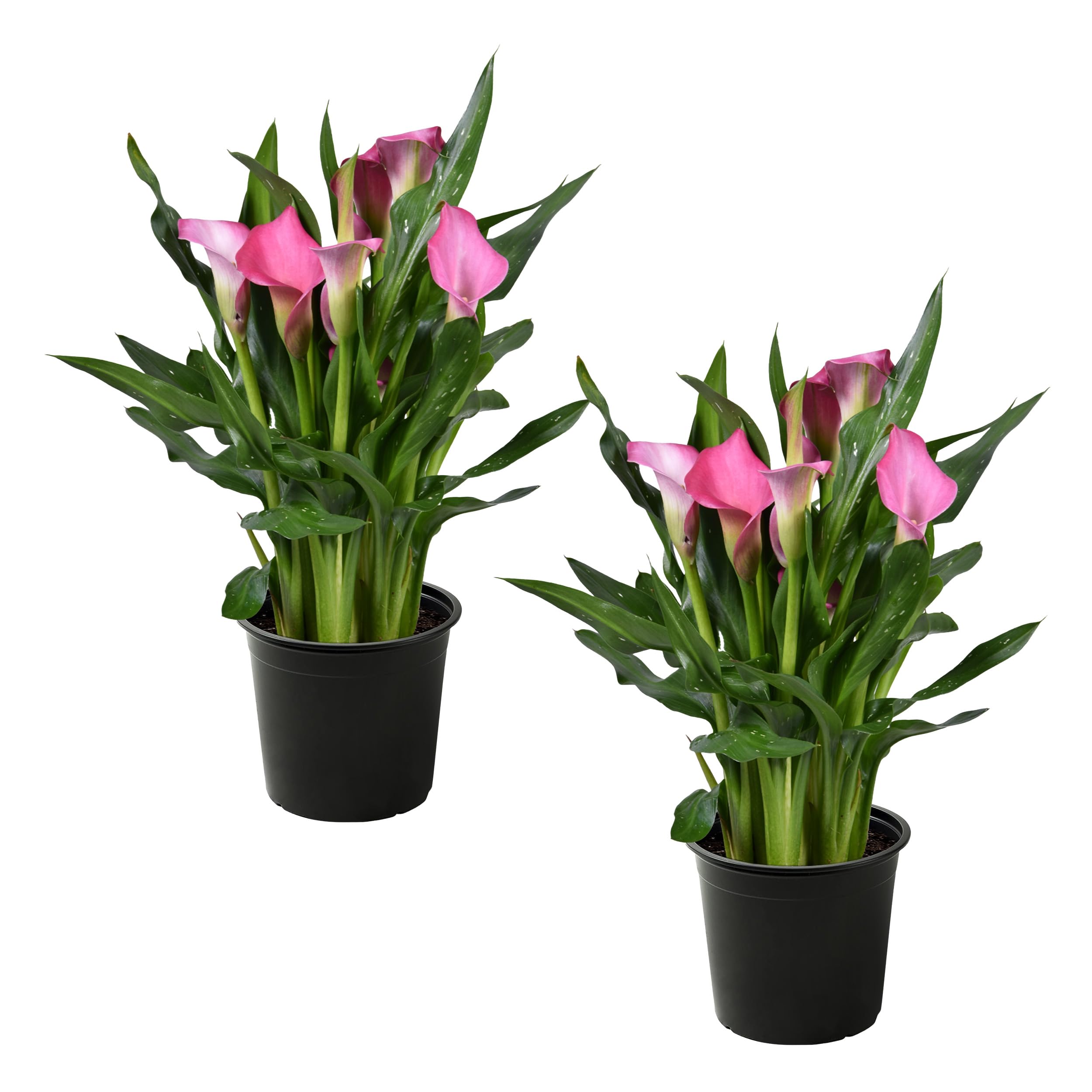 The Three Company Pink Calla Lily