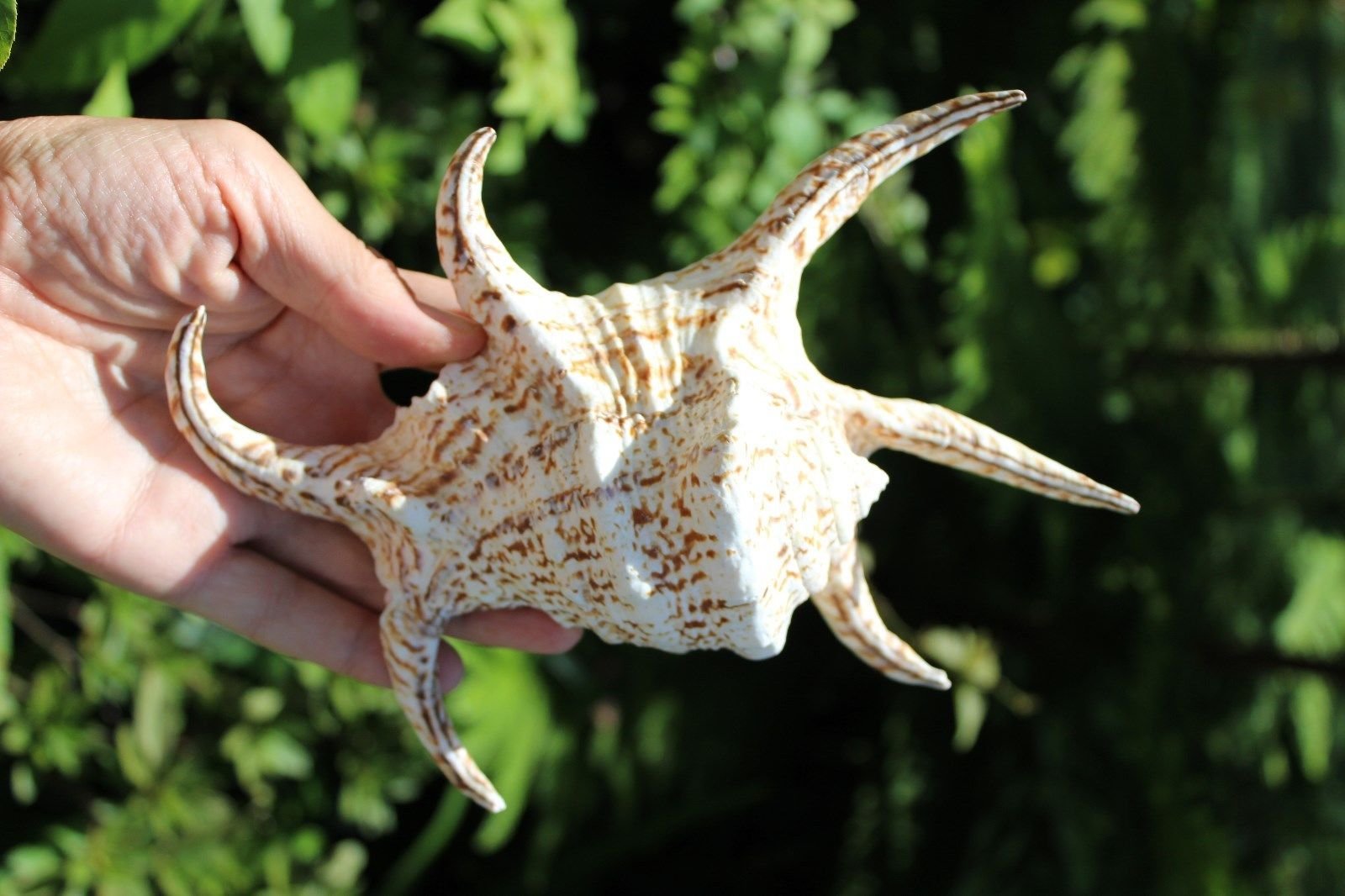 Amazon.com: Lambis Lambis 蜘蛛海螺熱帶貝殼: 寵物用品