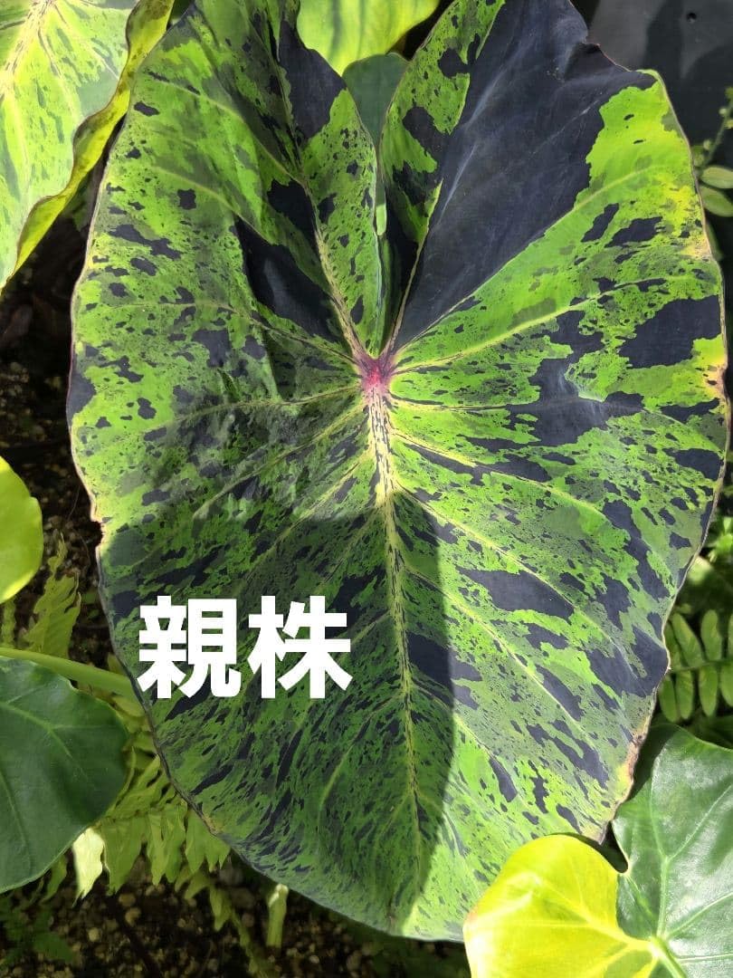 Amazon.co.jp: コロカシア モヒート : ホーム＆キッチン