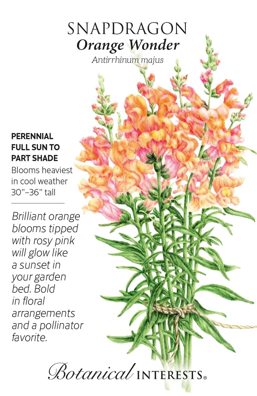 SNapdragon Orange