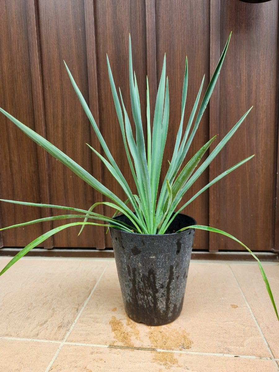 Amazon.co.jp: ユッカ ブルーセントリー 鉢植え 苗 レア ドライ