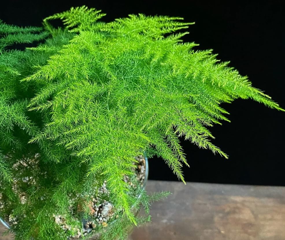 1 Pack of 6 SEEEDS Asparagus Fern Asparagus setaceus plumosus nanus