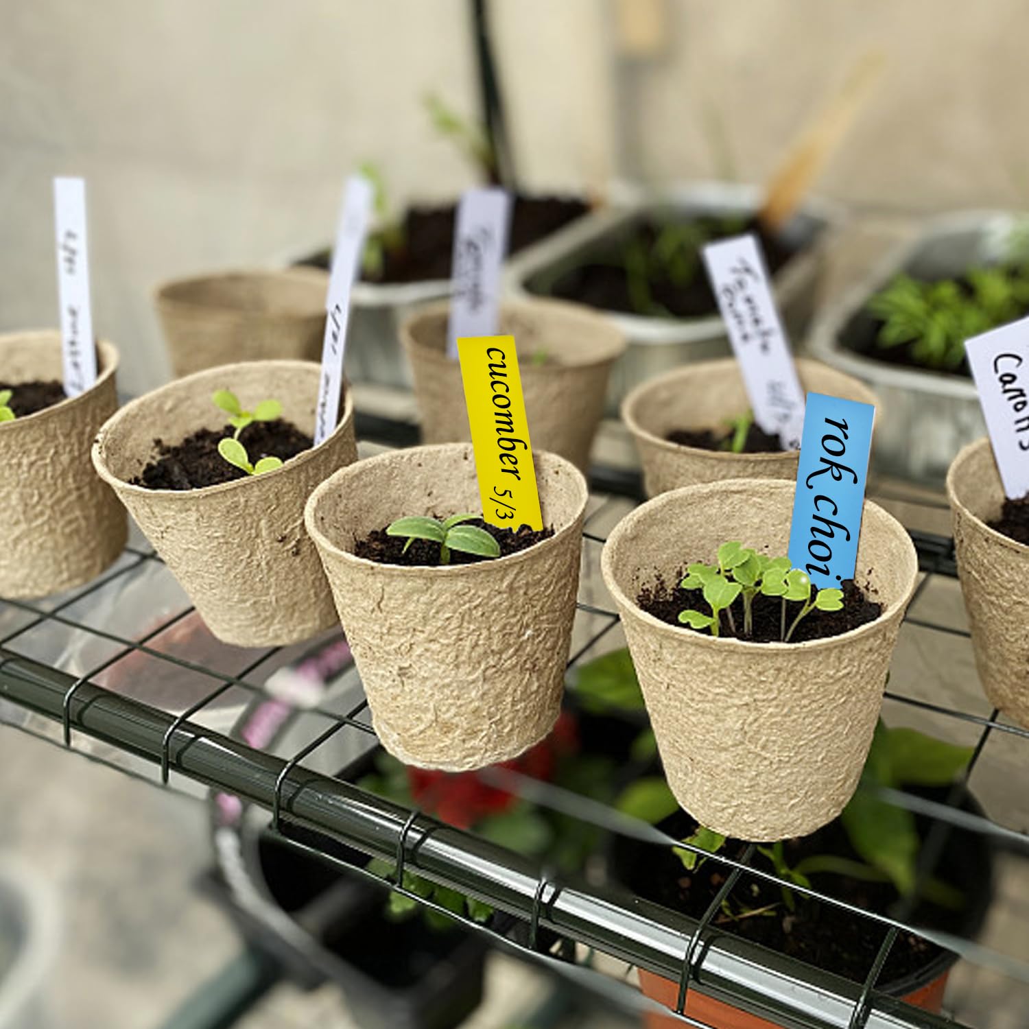 100 Etichette Per Piante In Plastica PVC – Bianche, Impermeabili, Riutilizzabili – 6 X 10 Cm – A Forma Di T Per Giardino E Vasi