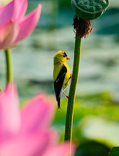 Miniatura 5 de Semillas de flor de loto de 1.76 oz para plantar, decoración de patio y hogar, producción de semillas de loto y raíz de loto, sin OMG, no loto azul,