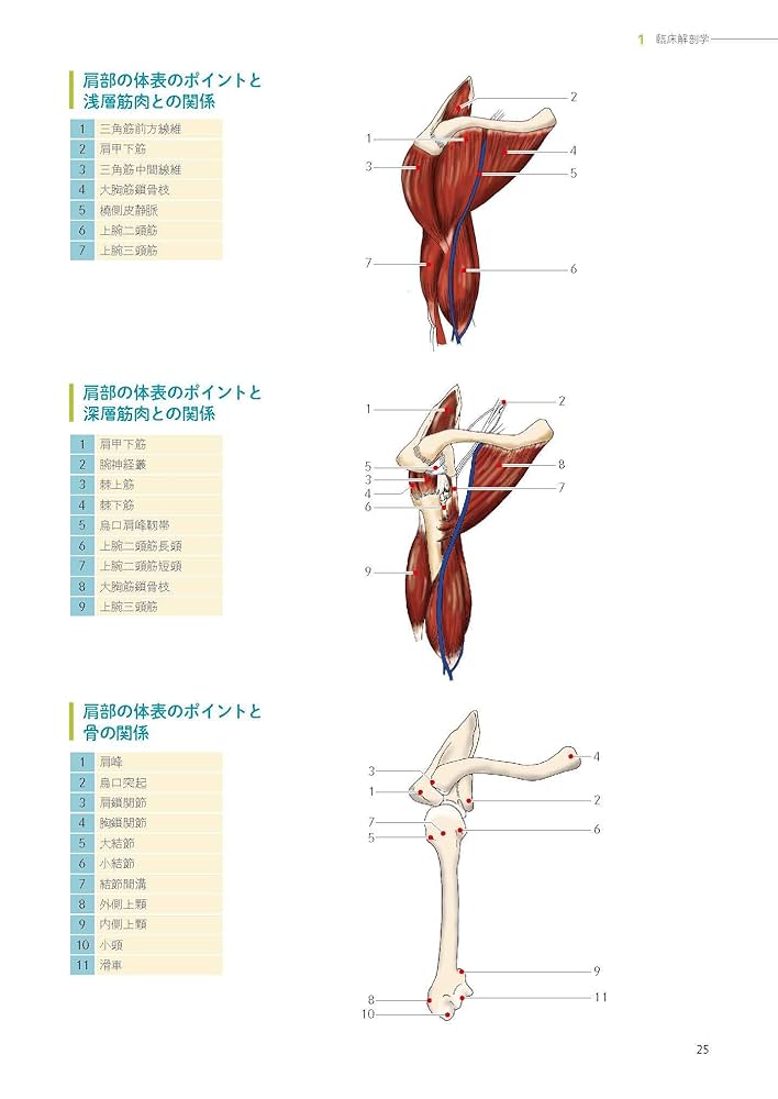 リハビリテーション基礎医学 楽天市場】リハビリテーション基礎医学の通販