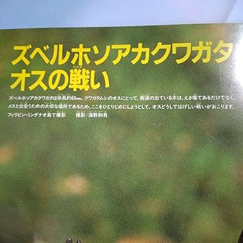 折りたたみポスター希少！ 海外カブトムシ＆クワガタ昆虫図鑑付録　昭和58年当時品 折りたたみポスター希少！ 海外カブトムシ＆クワガタ昆虫図鑑