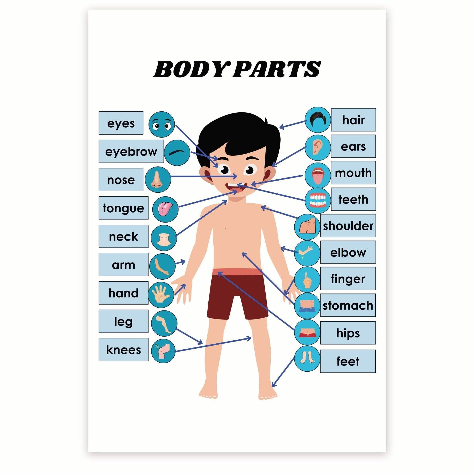 XGINERFEX Boys Body Parts Educational Poster, Anatomy Learning Chart for, Biology Classroom Decor & Homeschool Teaching Resource for(Framed,08x12inch(20x30cm))
