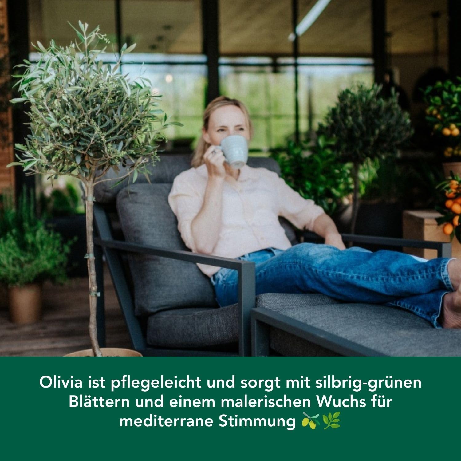 Bloomify® Olivenbaum "Olivia" | 80 bis 110 cm großes, mehrjähriges Olivenbaum-Stämmchen | geschützt winterharte und pflegeleichte Oliven-Pflanze für Terasse oder Balkon | sehr ertragreich