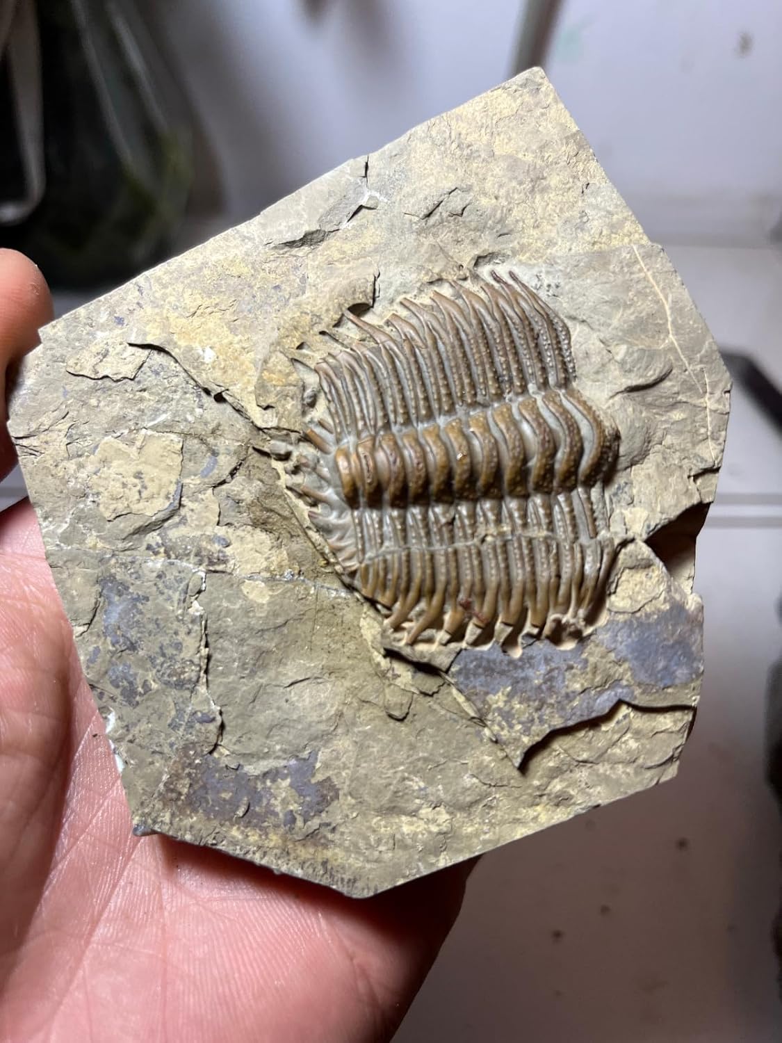 Damesella Trilobite Fossils Cambrian of China from the Age of Dinosaurs